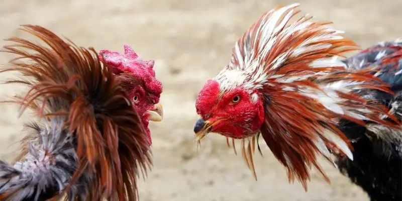 Lợi thế đặc biệt khi bạn tham gia Đá gà 888 tại Hi88