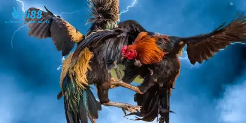 Khám phá đặc điểm của trò chơi đá gà cựa dao