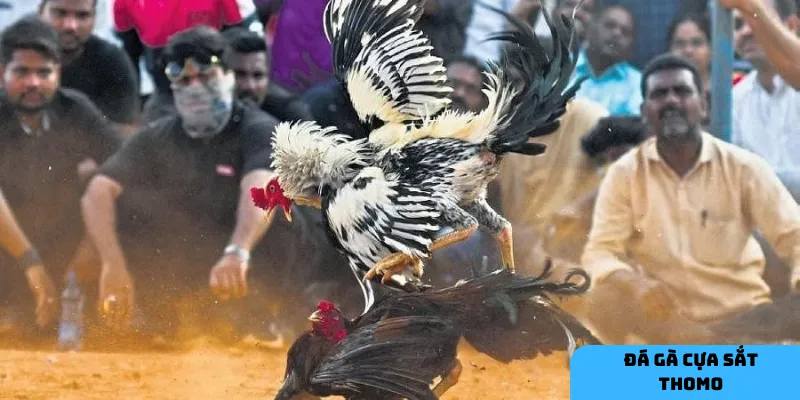 Khám phá đá gà cựa sắt Thomo.