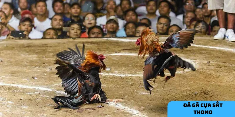 Lựa chọn kèo cược hiệu quả.