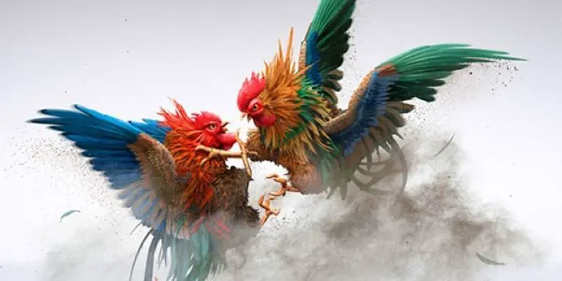 Cách theo dõi các trận đá gà Philippines tại Hi88