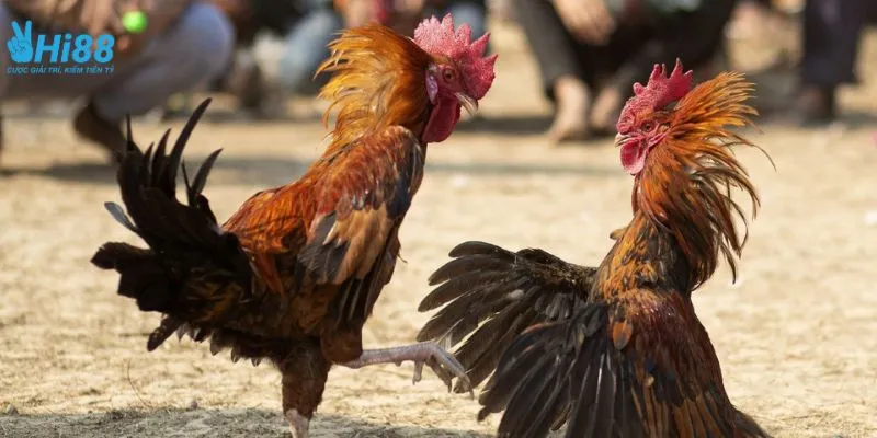Tìm hiểu cách chọn gà đá tốt khi cược đá gà