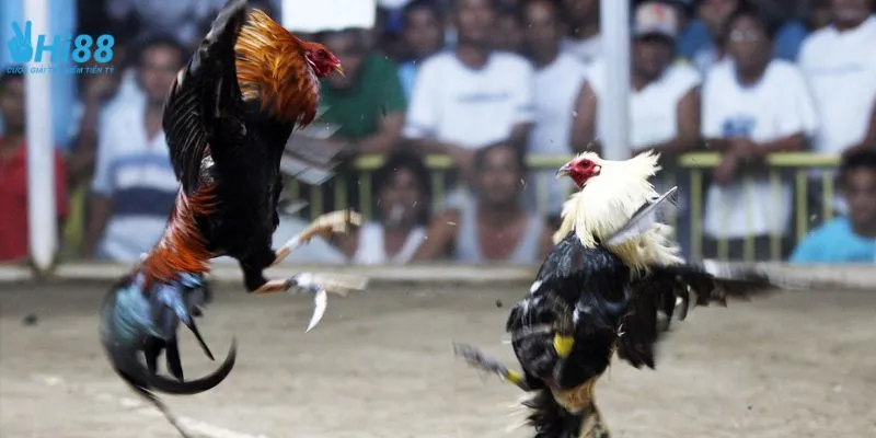Khám phá kinh nghiệm từ người chơi cá cược đá gà trực tiếp chuyên nghiệp