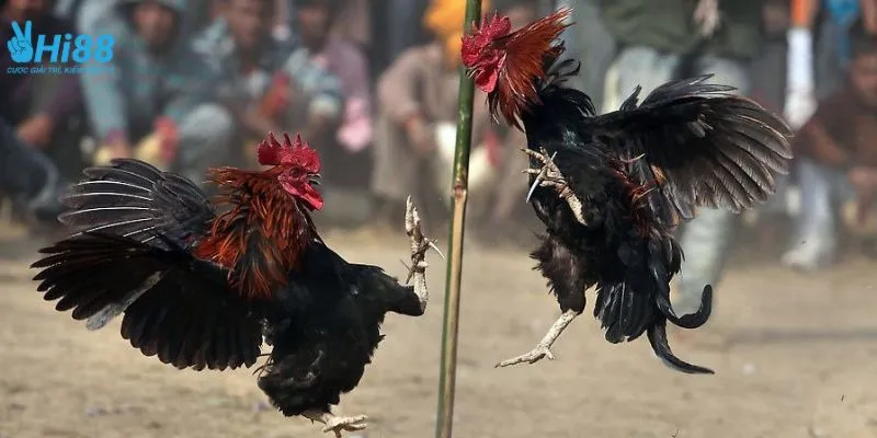 Tìm hiểu những thông tin cần biết về đá gà trực tiếp C1