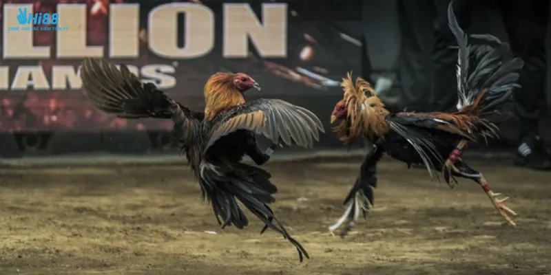 Bật mí bí quyết đặt cược đá gà cpc3 hiệu quả