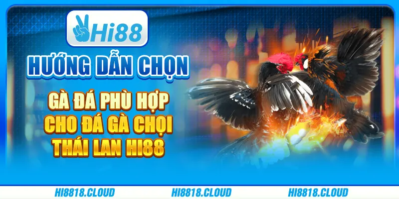 Hướng Dẫn Chọn Gà Đá Phù Hợp Cho Đá Gà Chọi Thái Lan Hi88