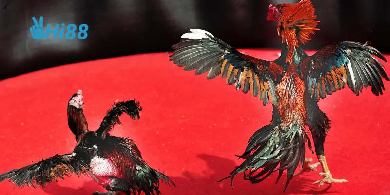 Hi88 mang đến nhiều cơ hội hấp dẫn và kết nối cộng đồng gà chọi.