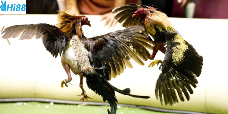 Cách đặt cược đơn giản và lưu ý khi chọn chiến kê