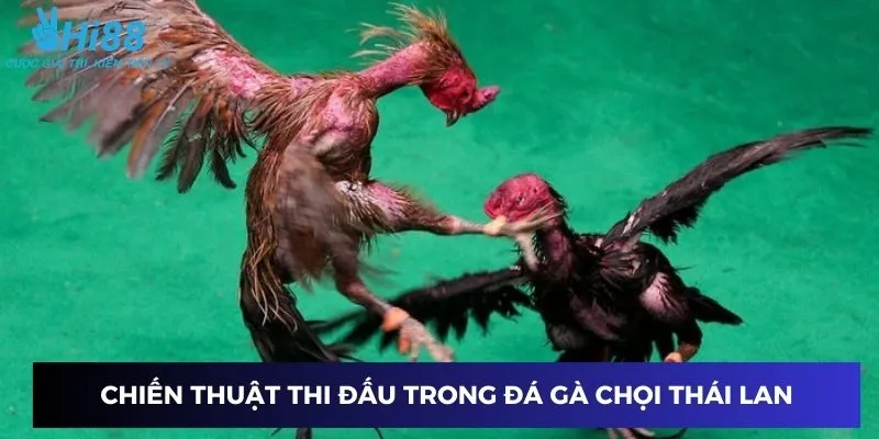 Chiến thuật thi đấu đỉnh cao trong đá gà Thái Lan