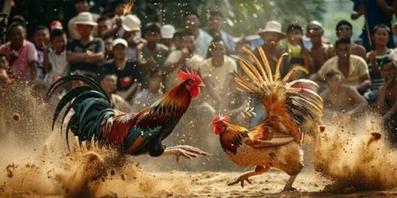 Chi tiết về hình thức đá gà trực tuyến campuchia