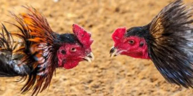 Tổng quan về hình thức cược gà cựa kim