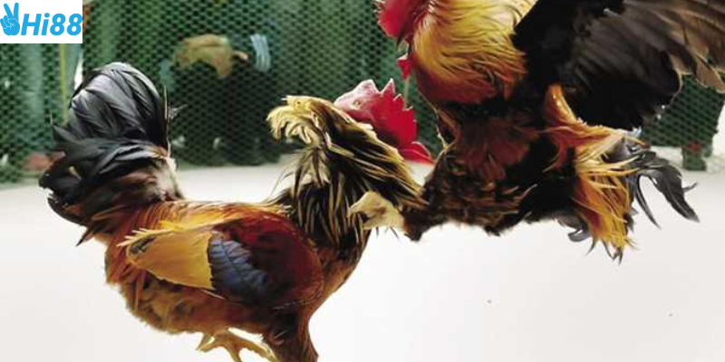 Đá gà trực tiếp Campuchia sức hấp dẫn đặc biệt