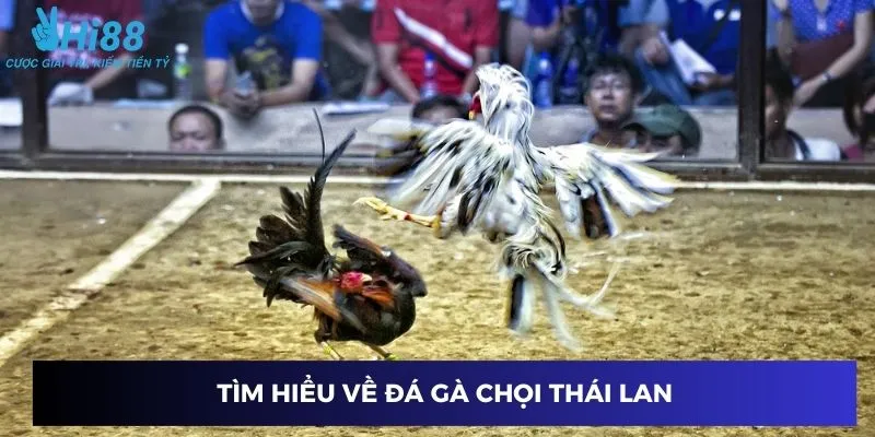 Khám phá đá gà chọi Thái Lan