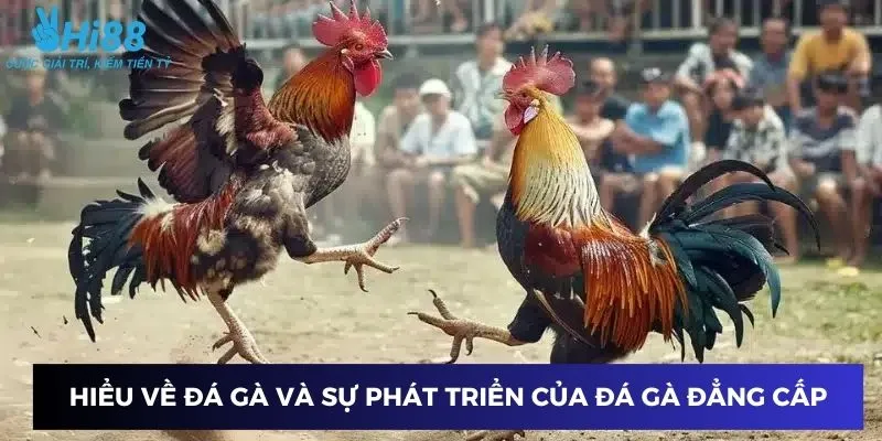 Khám phá lịch sử và sự tiến hóa của môn đá gà đẳng cấp