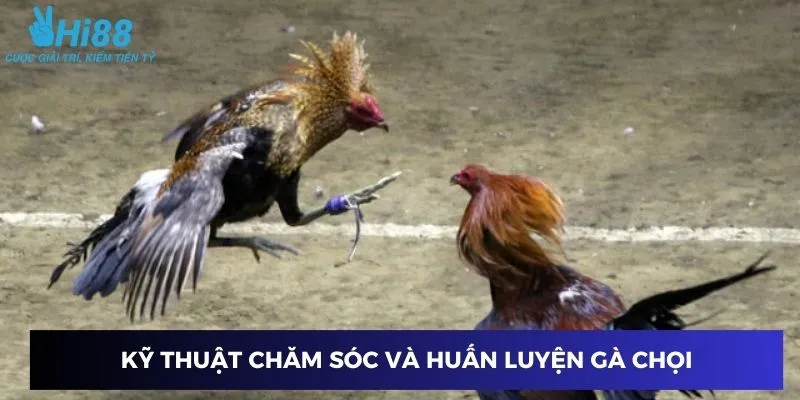 Kỹ thuật chăm sóc và huấn luyện gà chọi chuyên nghiệp