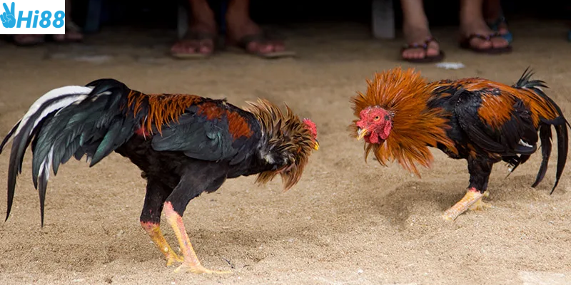 Sự kịch tính trong từng trận đấu và cộng đồng người chơi lớn