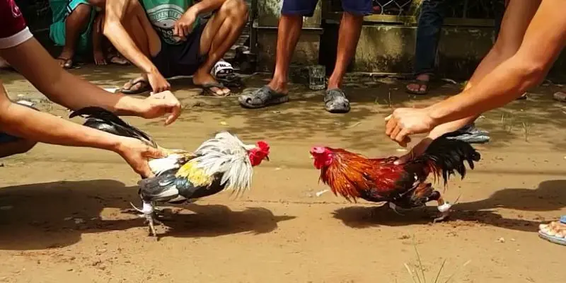 Trực tiếp đá gà tre là gì?