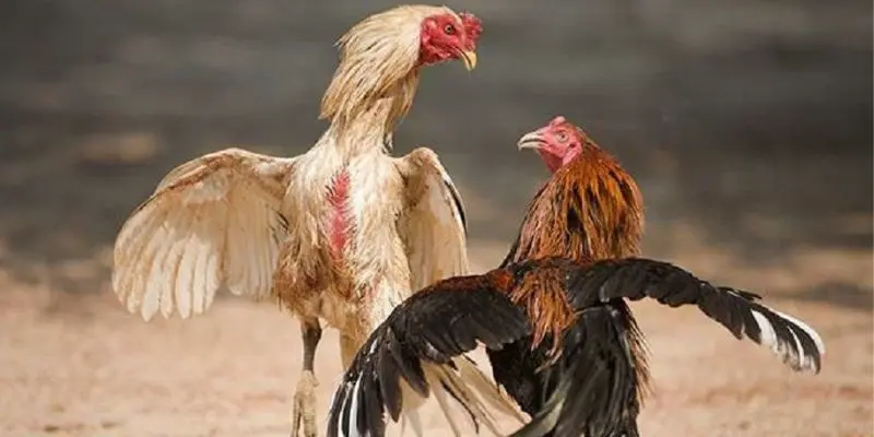 Thể hiện ý chí mạnh mẽ của chiến kê