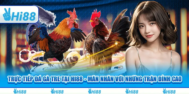 Trực Tiếp Đá Gà Tre Tại Hi88 - Mãn Nhãn Với Những Trận Đỉnh Cao