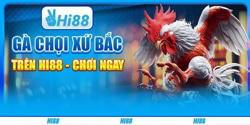 Cược Gà Chọi Xứ Bắc Trên Hi88 - Chơi Ngay Cùng Nhà Cái