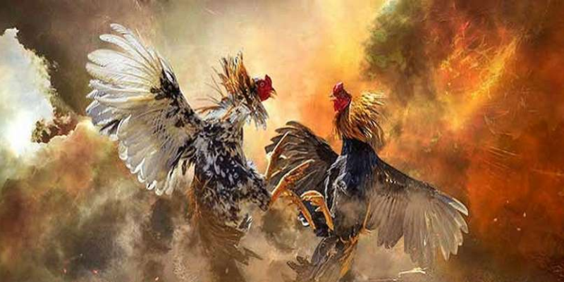 Bạn có thể tham gia đá gà và đặt cược từ bất kỳ đâu