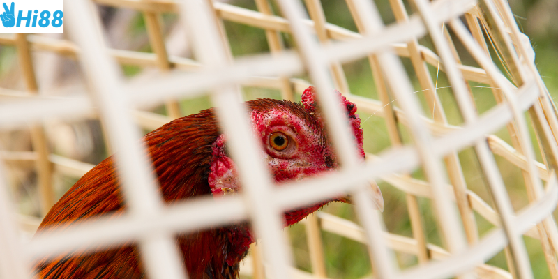 Bào mật thông tin và hệ thống cược đơn giản