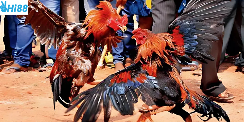 Cập nhật kèo nhanh và trực tiếp chất lượng