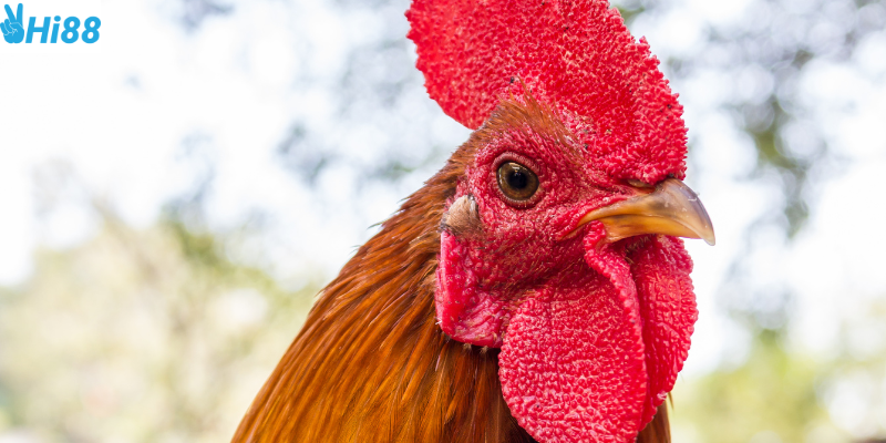 Chọn chiến kê và phân tích tỷ lệ cược