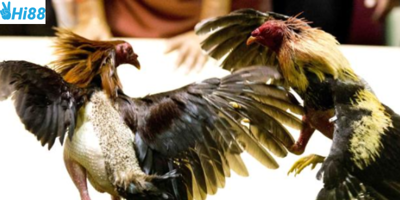 Đặt cược và theo dõi trận đấu dễ dàng