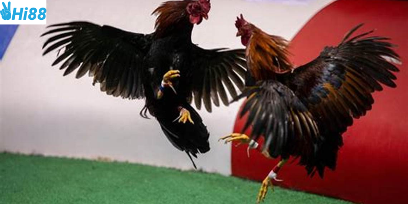 Khám phá sức hấp dẫn của kèo cược đá gà