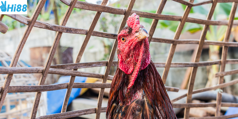 Phân tích thể trạng và theo dõi tỷ lệ cược