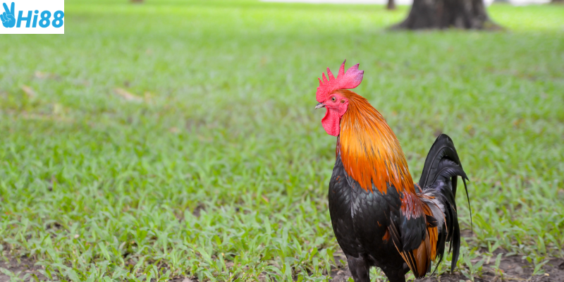 Phân tích trận đấu và cược theo kinh nghiệm