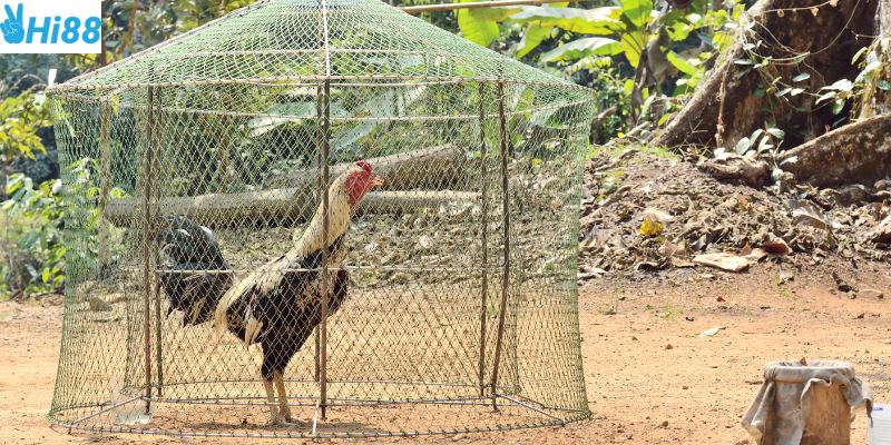 Quy mô trận đấu lớn và trực tiếp hấp dẫn