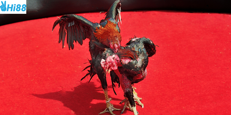 Quy trình tham gia đơn giản và thắng lớn