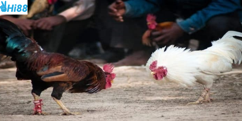 Tham gia cược đấu gà trực tiếp online cùng nhà cái