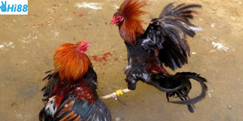 Tham gia đá gà trực tuyến quốc tế cùng nhà cái