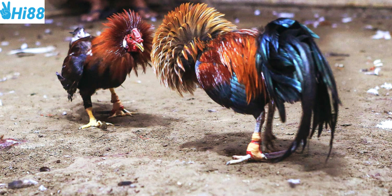 Tham gia thắng lớn với mẹo chơi chiến thắng