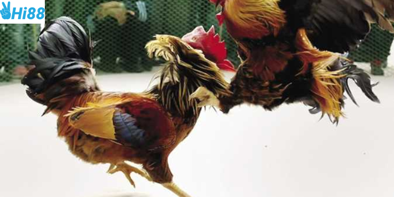 Thông tin chi tiết trận đấu và khuyến mãi hấp dẫn